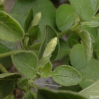 Ruellia patula Jacq.